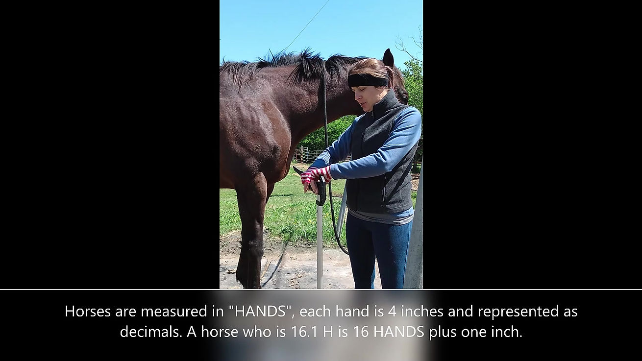 Horse 101: Measuring Your Horse